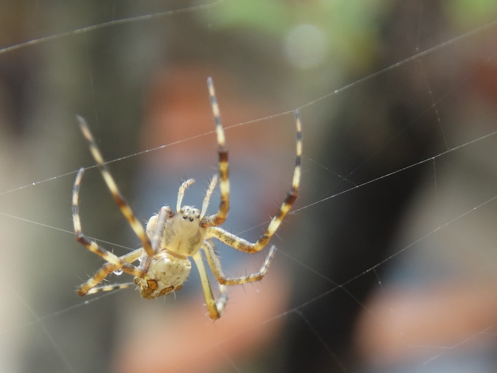 a close up of a spider on a web