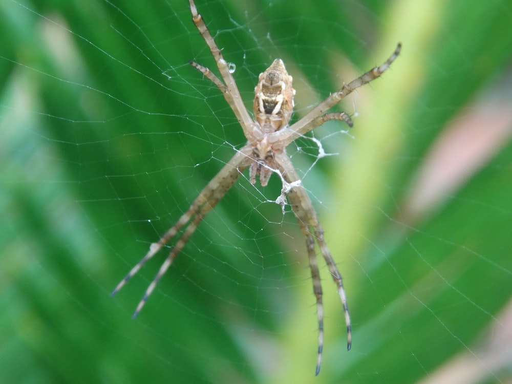 a close up of a spider on its web