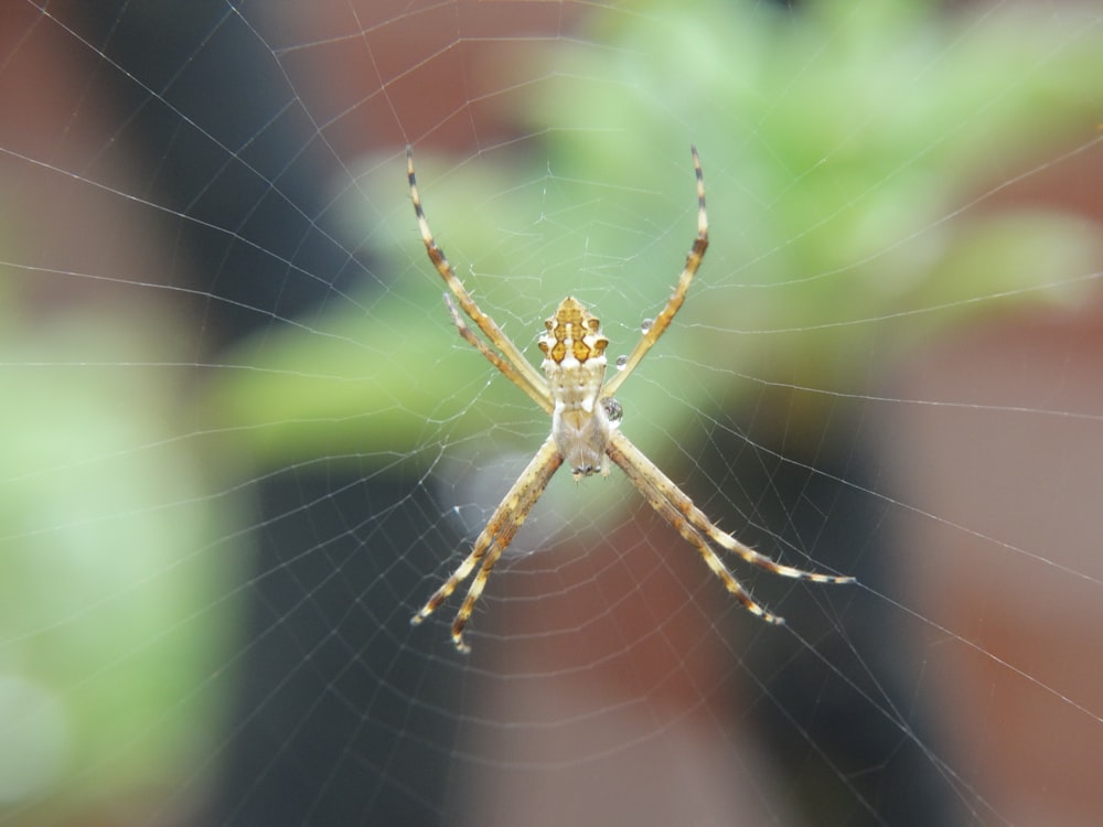 a close up of a spider on its web