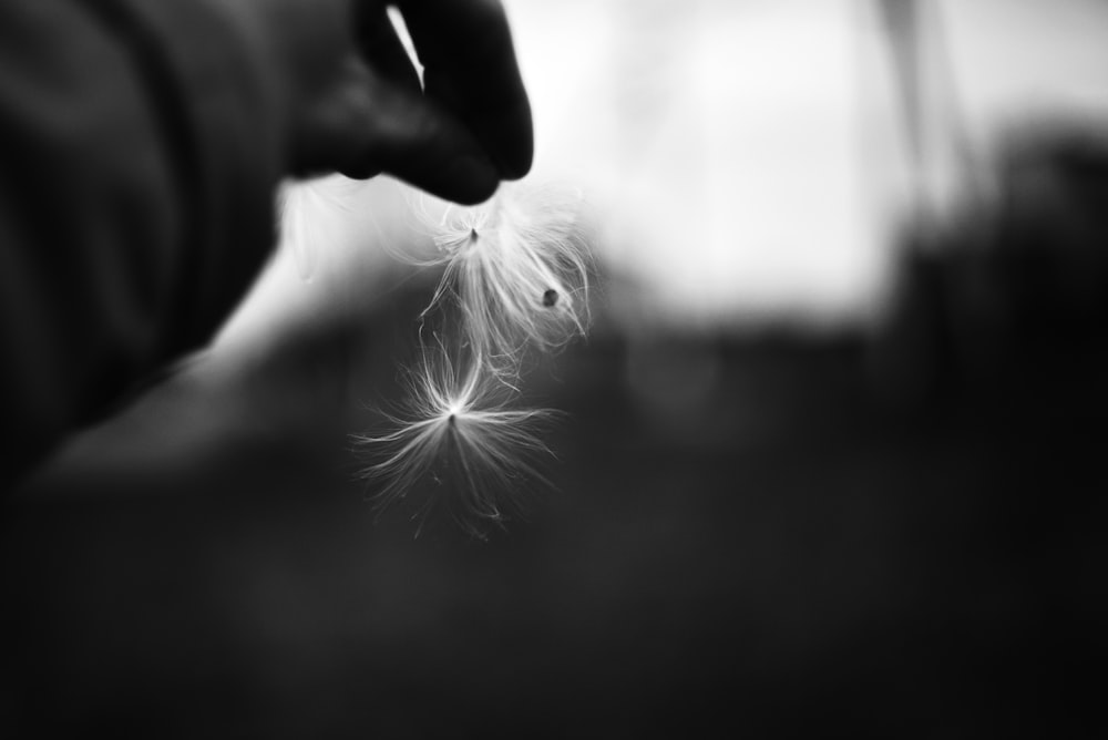 a black and white photo of a dandelion