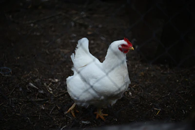 a white chicken standing on top of a dirt ground