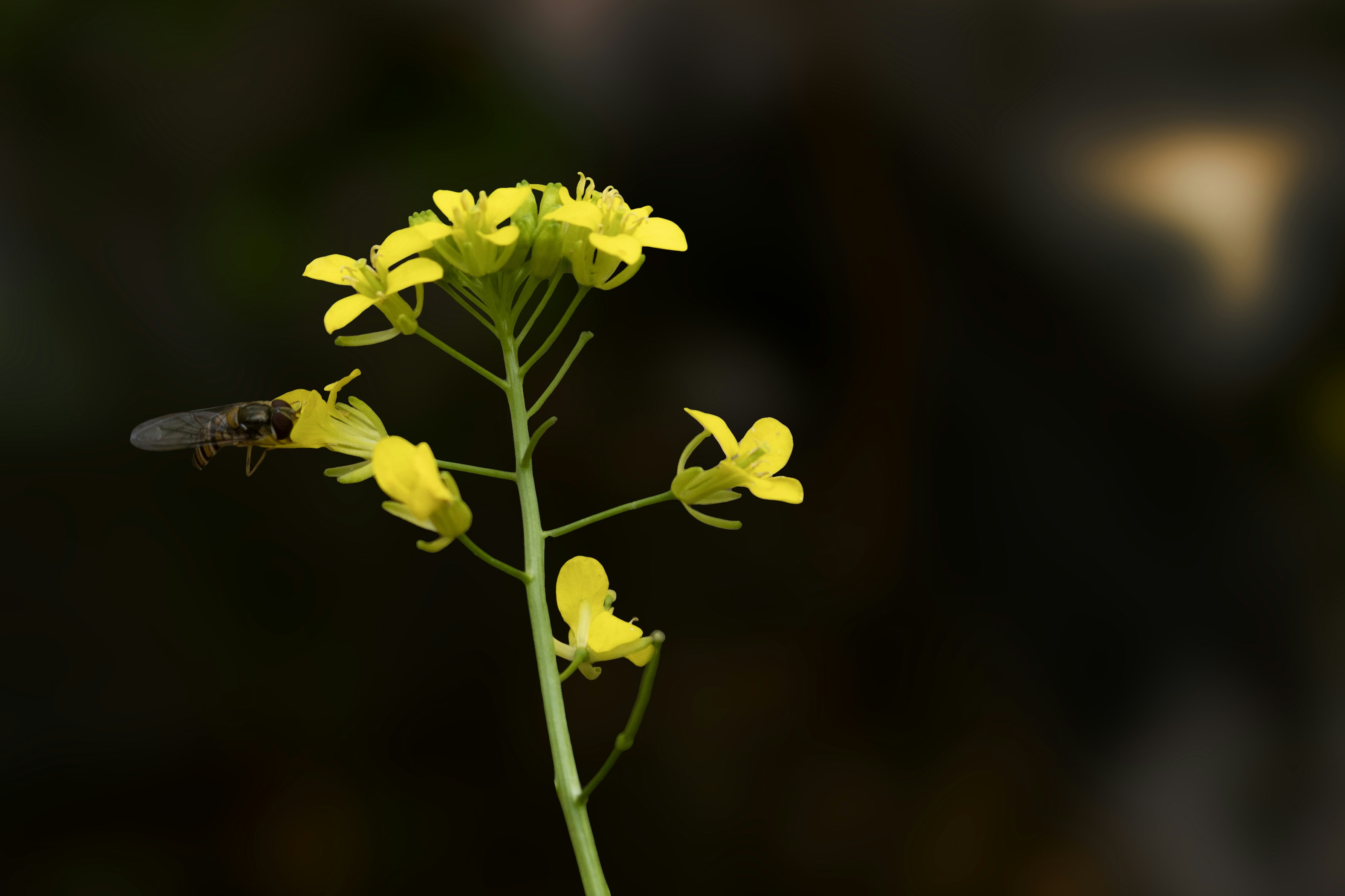 Photo by moslemdanesh