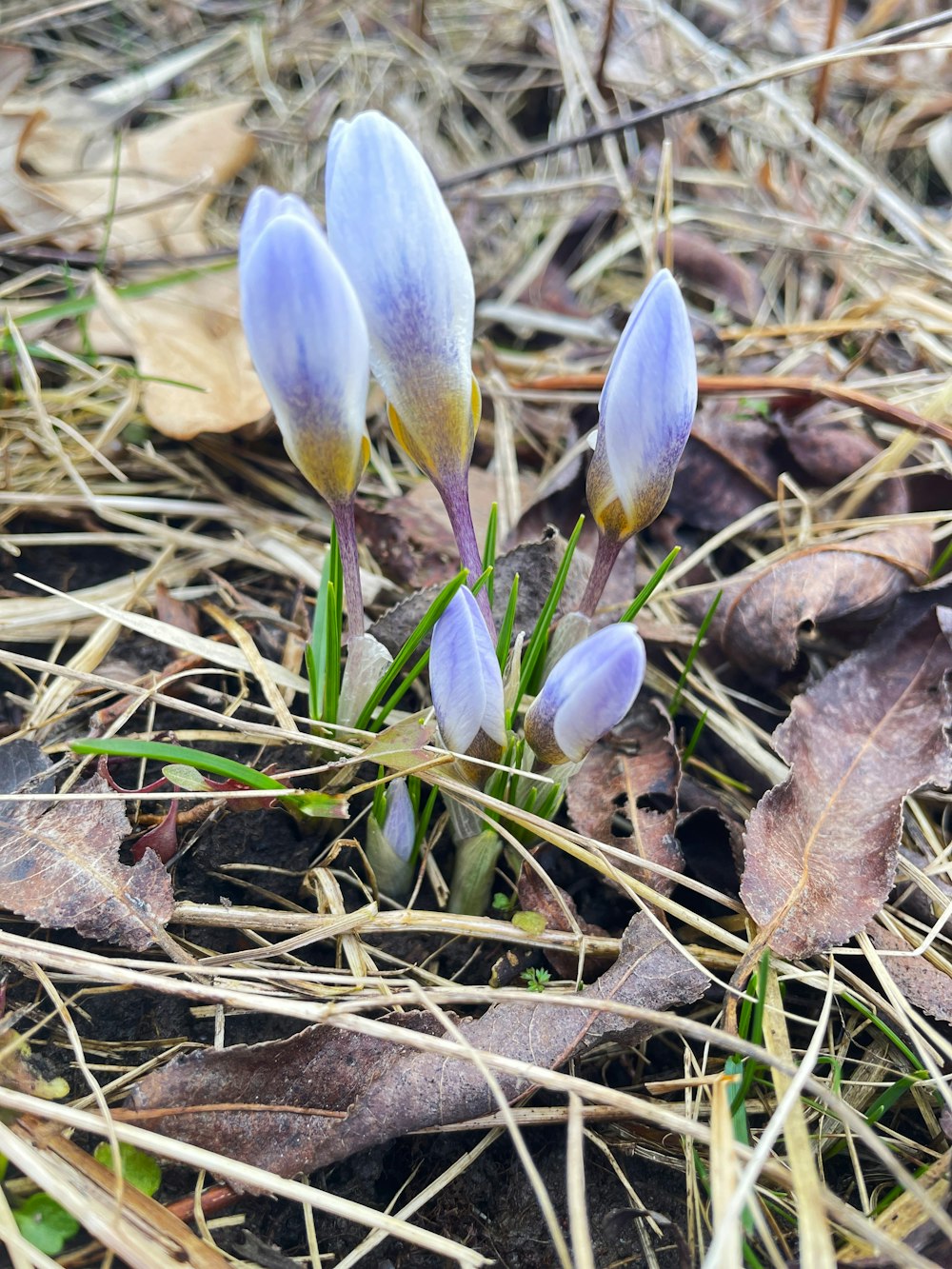 a couple of flowers that are in the grass