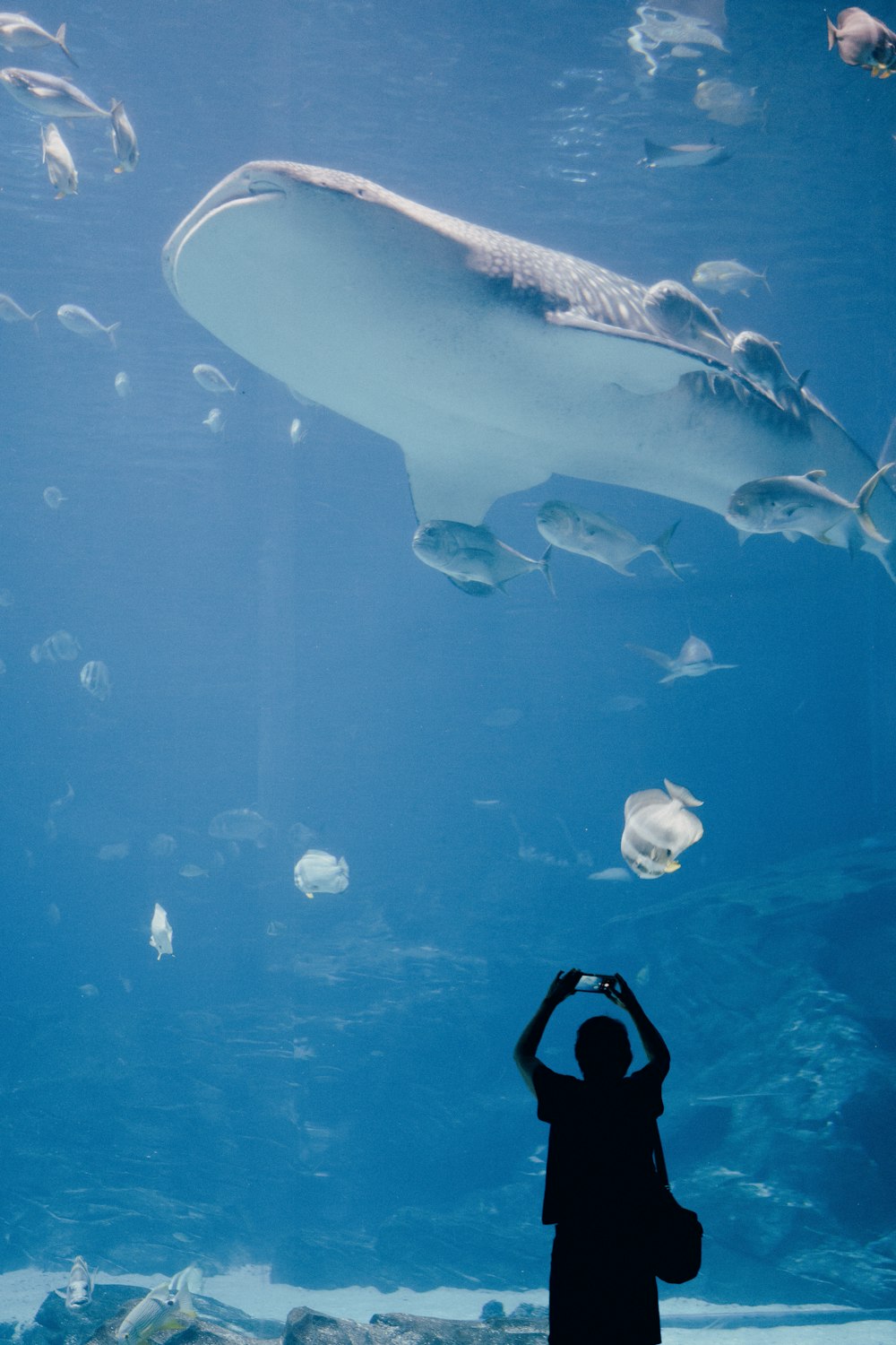 a person standing in front of a large fish tank