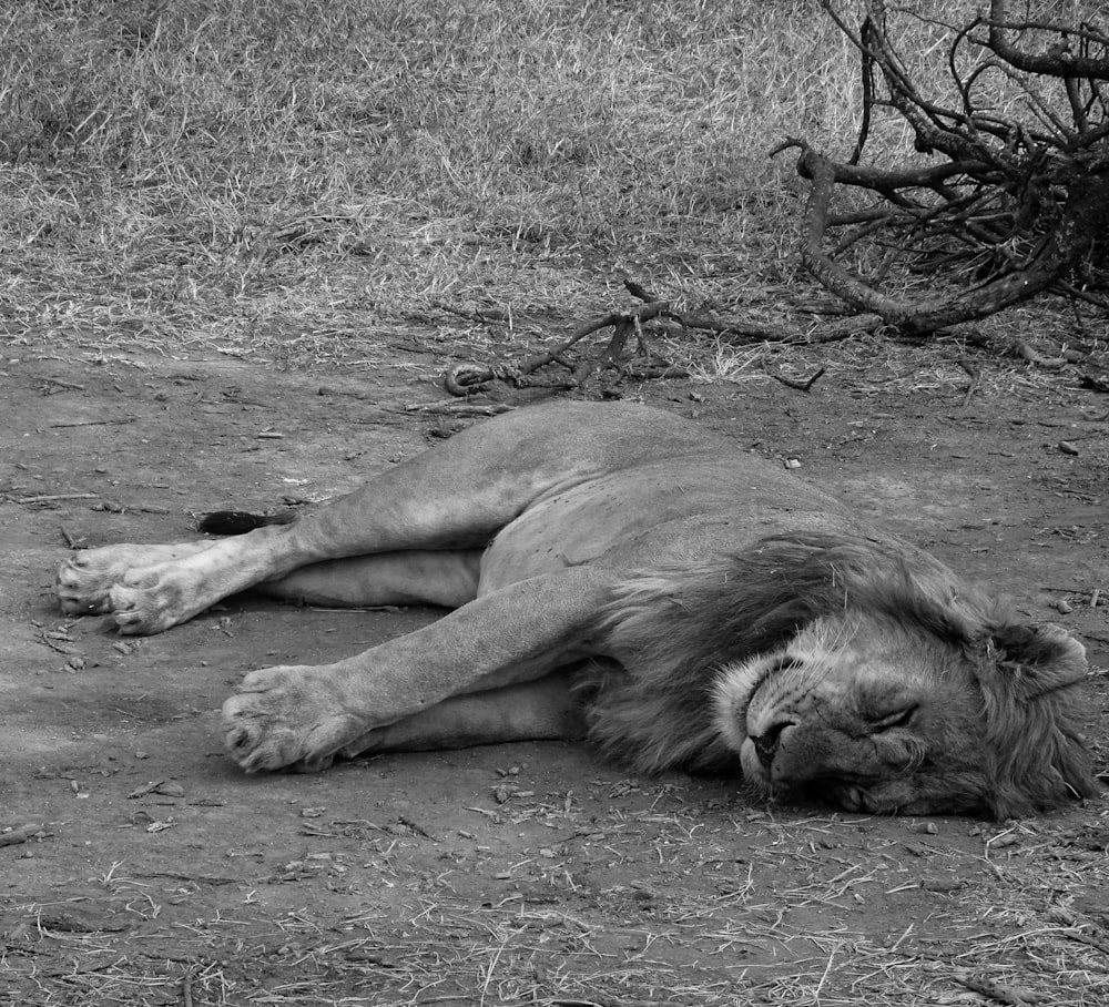 a black and white photo of a sleeping lion