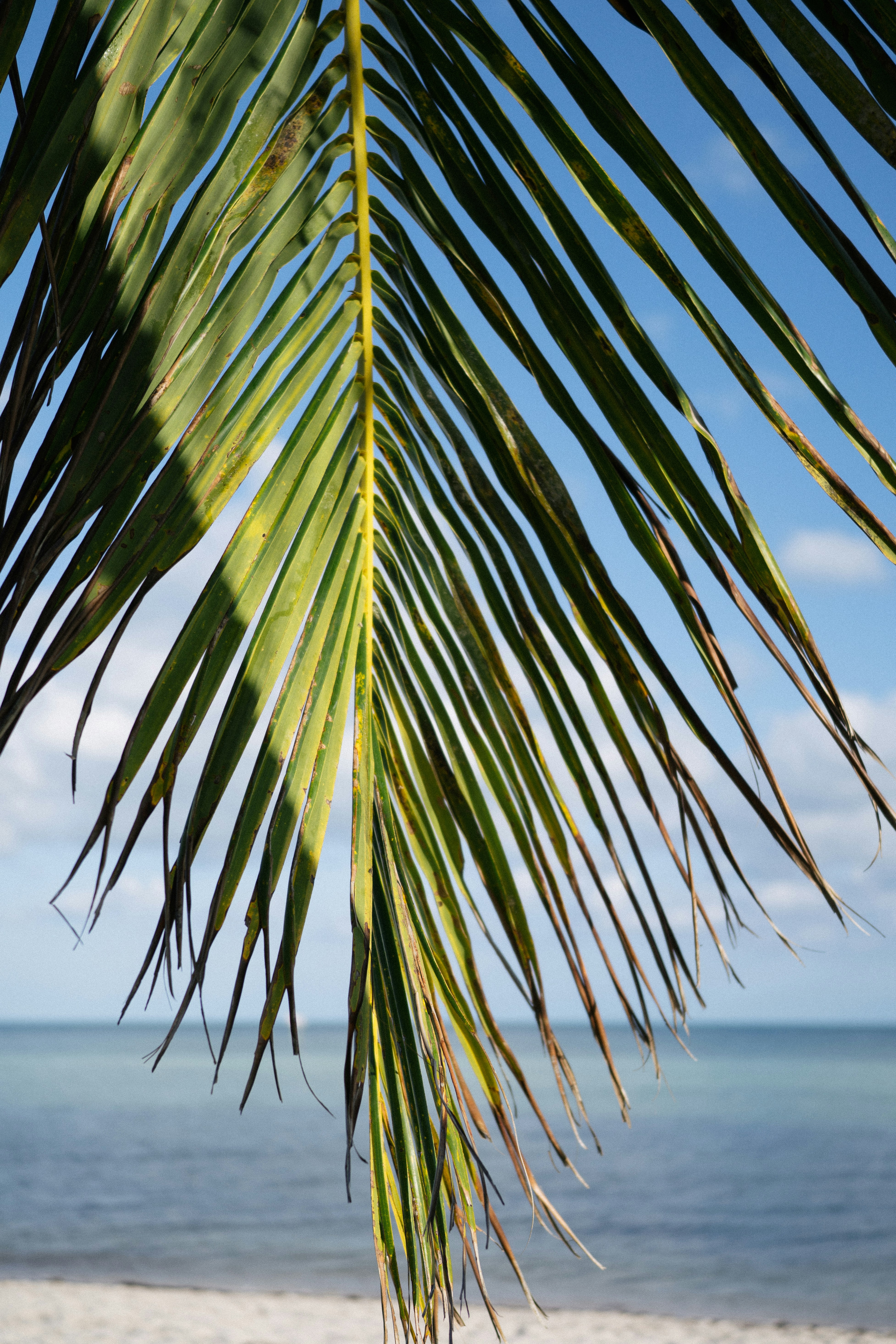 a view of a beach with a palm tree in the foreground