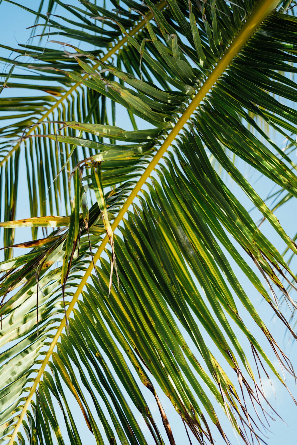 a bird is perched on a palm tree branch