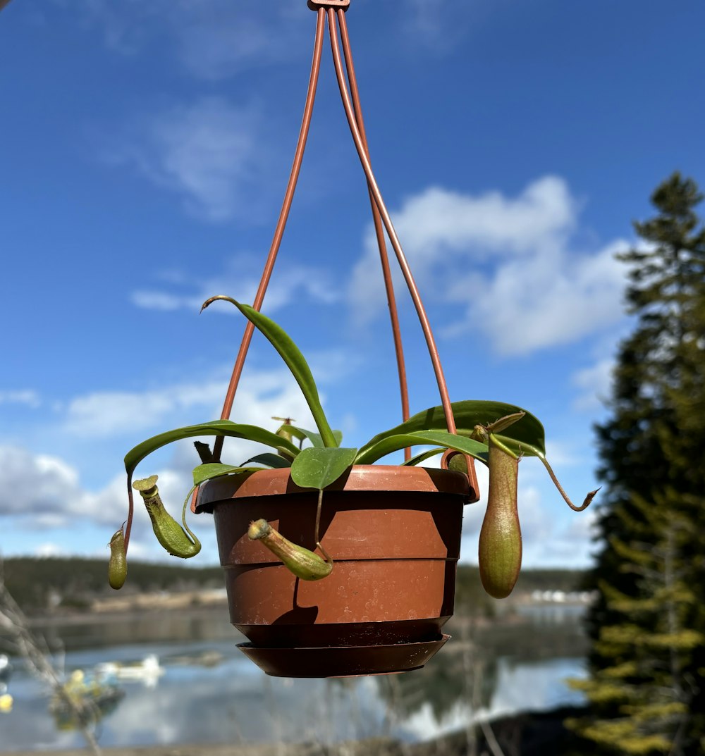 a potted plant hanging from a hook
