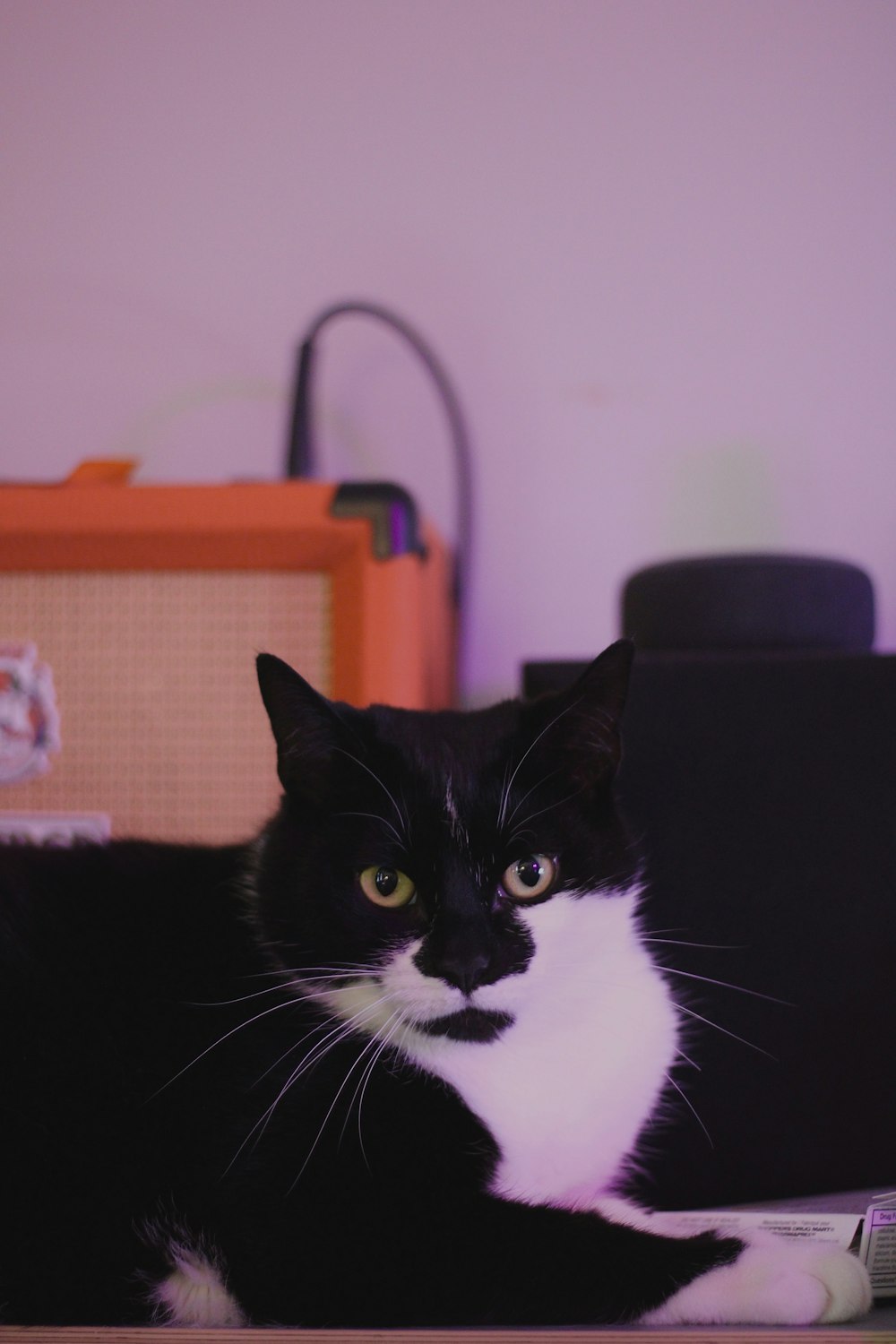 a black and white cat laying on top of a table