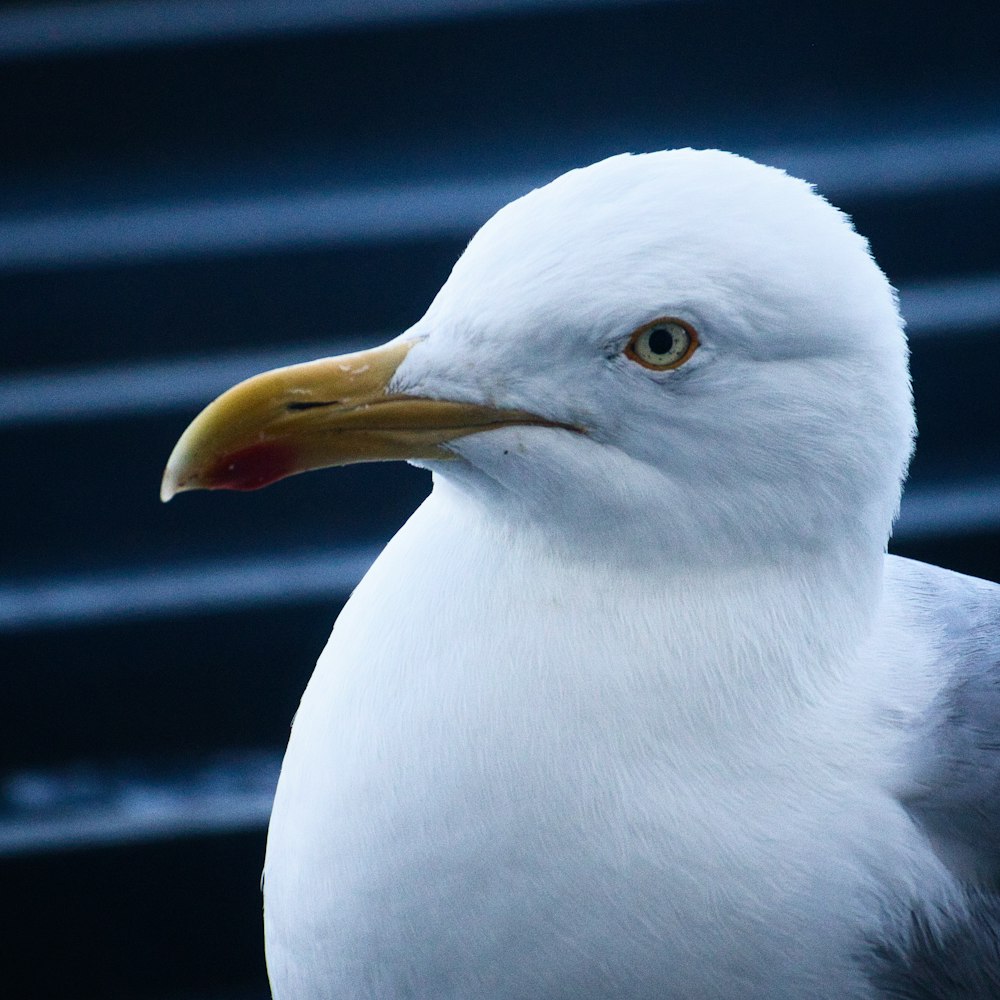 a close up of a white bird with a yellow beak