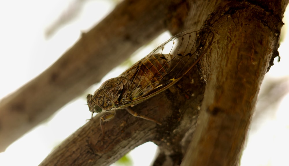 a close up of a bug on a tree branch