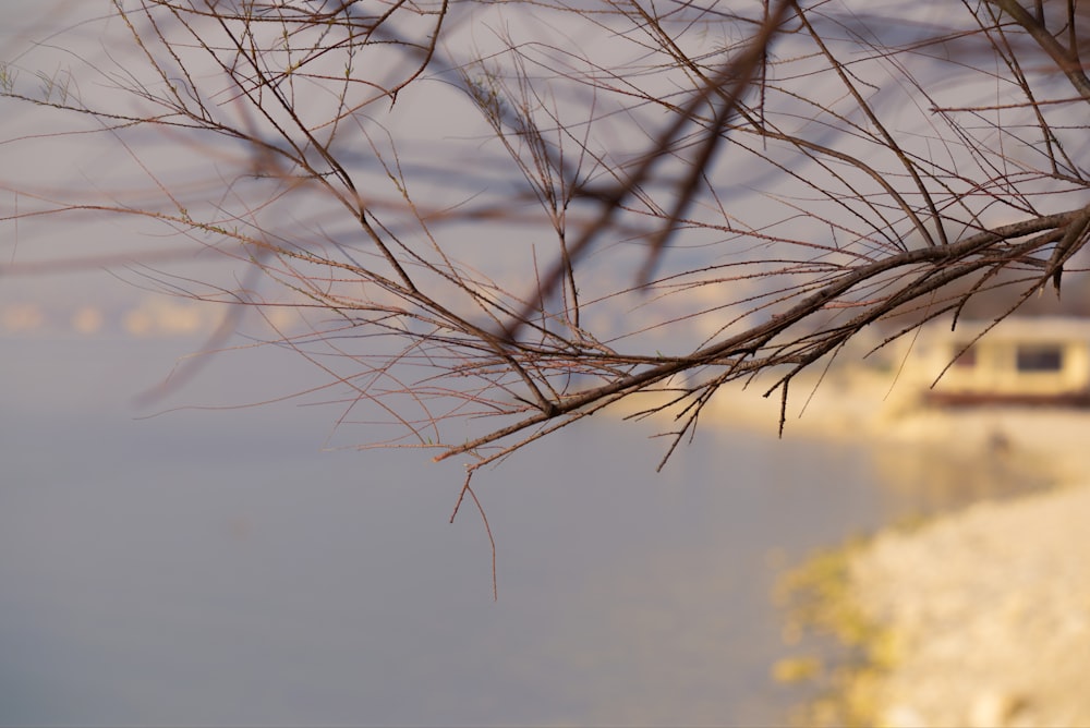 a blurry picture of a tree branch with water in the background