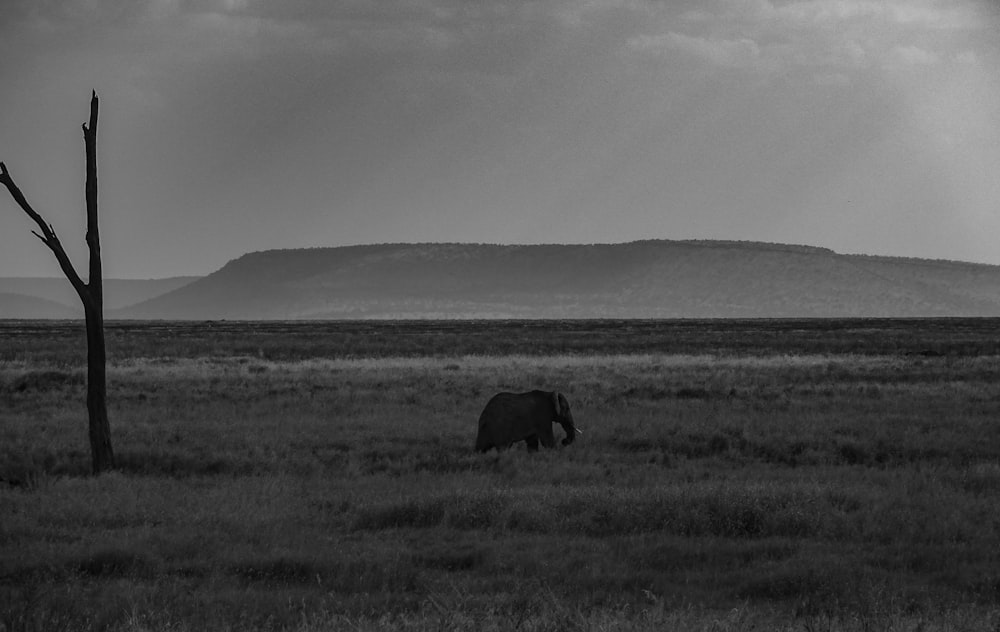 a black and white photo of an elephant in a field