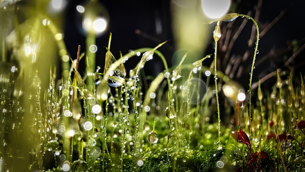 a close up of grass with water droplets on it