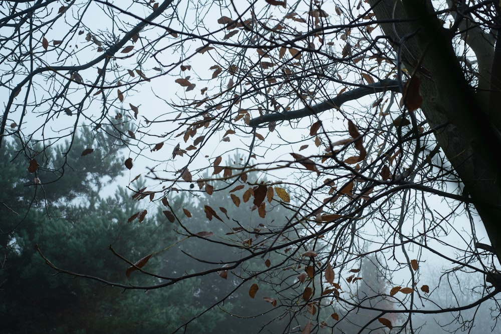 a tree with no leaves on it in the fog