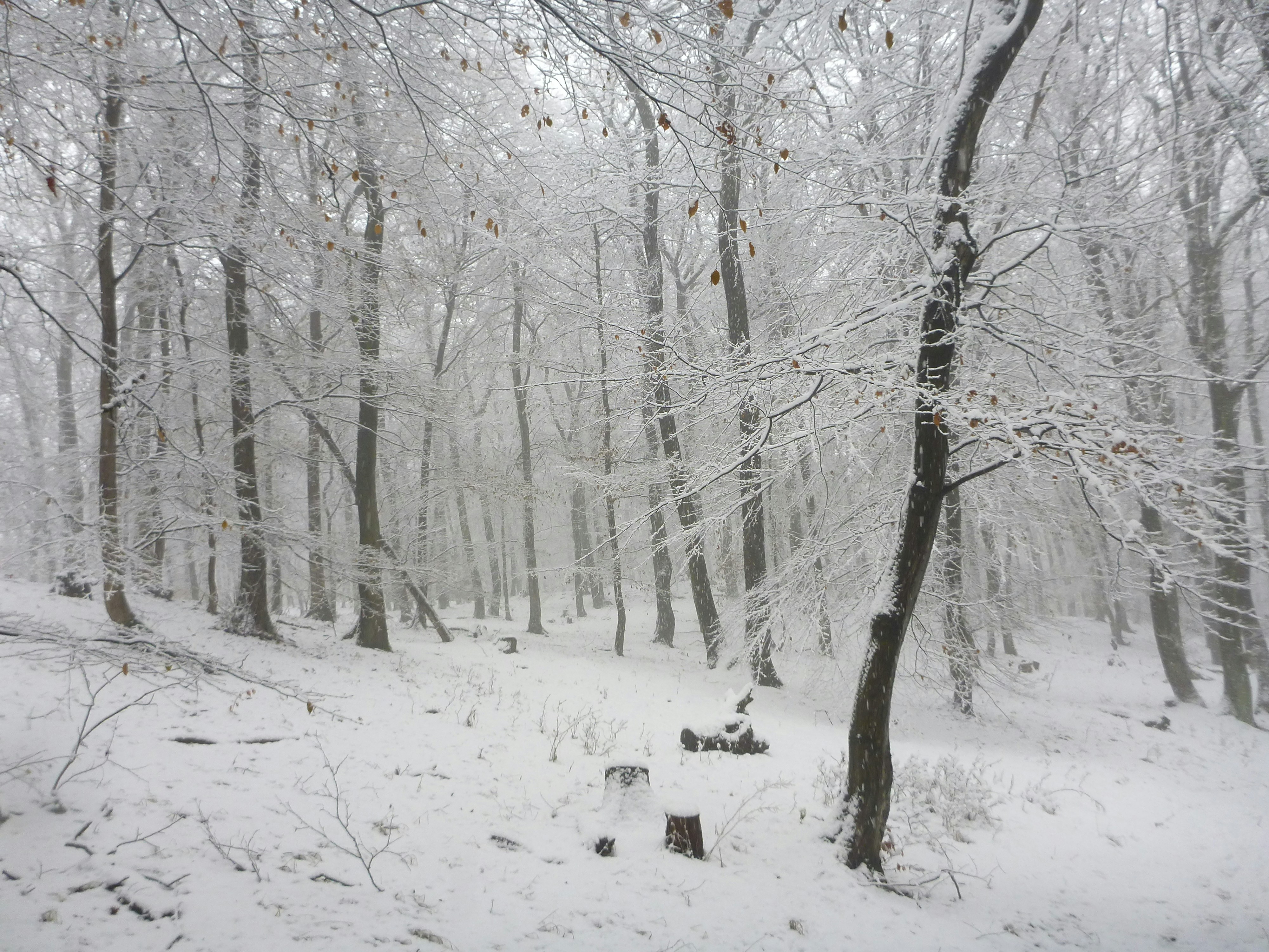Photo by zuskas