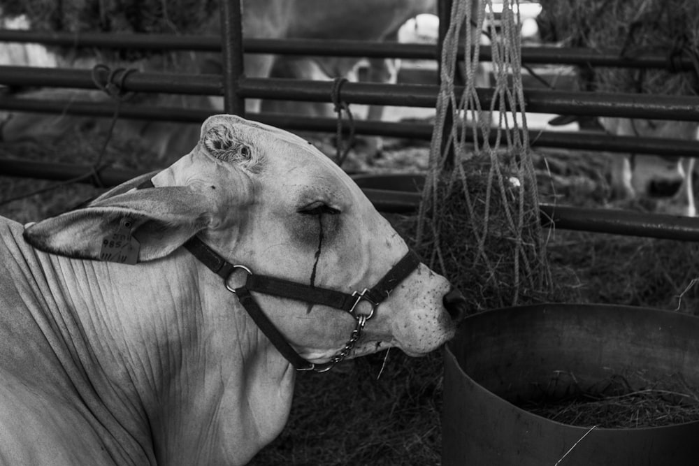 a black and white photo of a cow in a pen