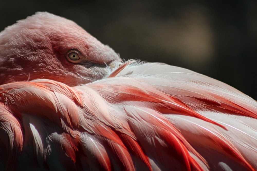 a close up of a pink bird with a blurry background