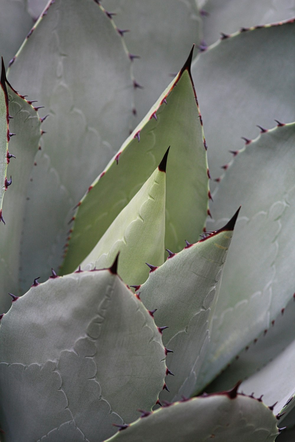 a close up of a plant with many leaves