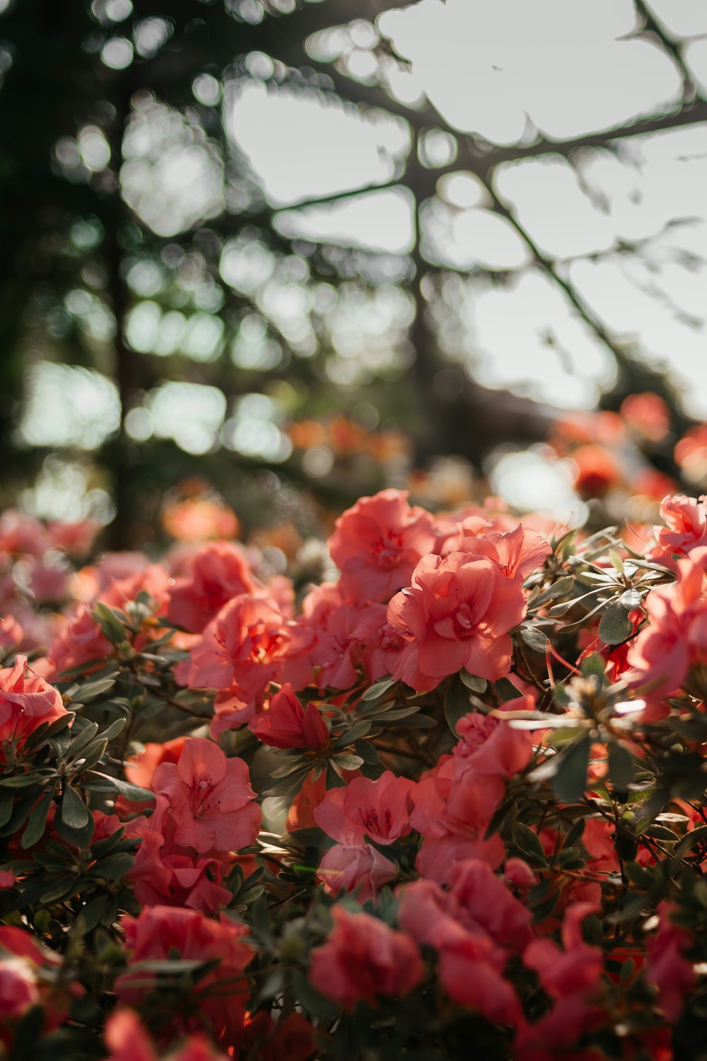 a bunch of pink flowers in a field