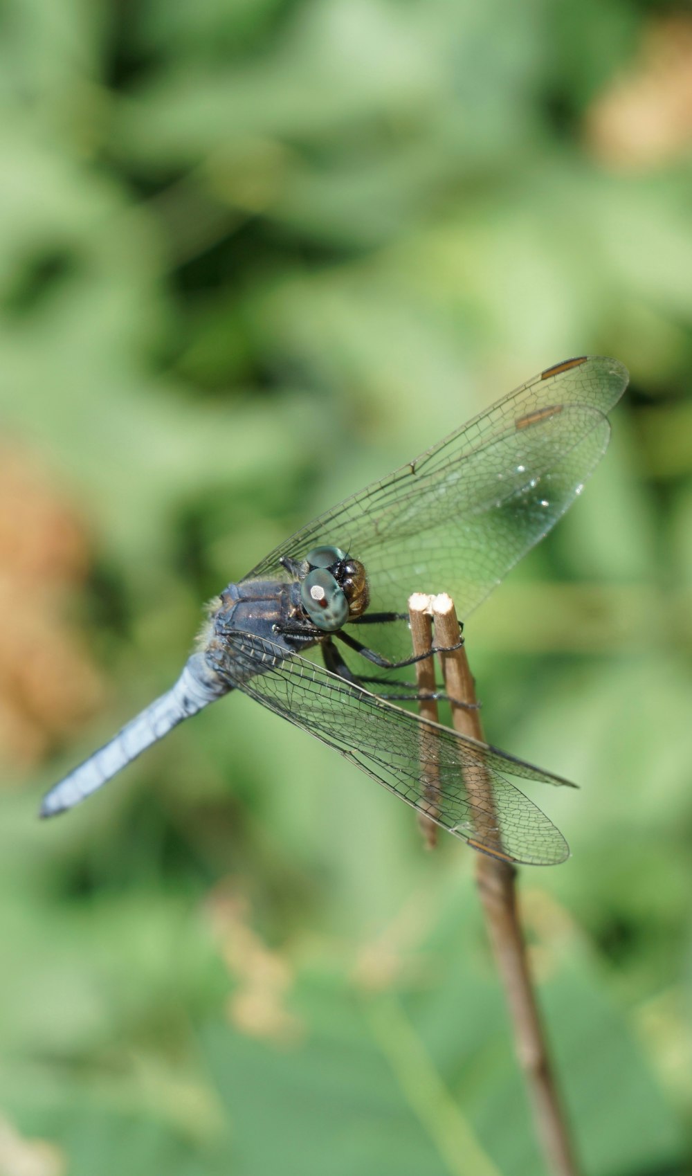 a blue dragonfly sitting on top of a plant