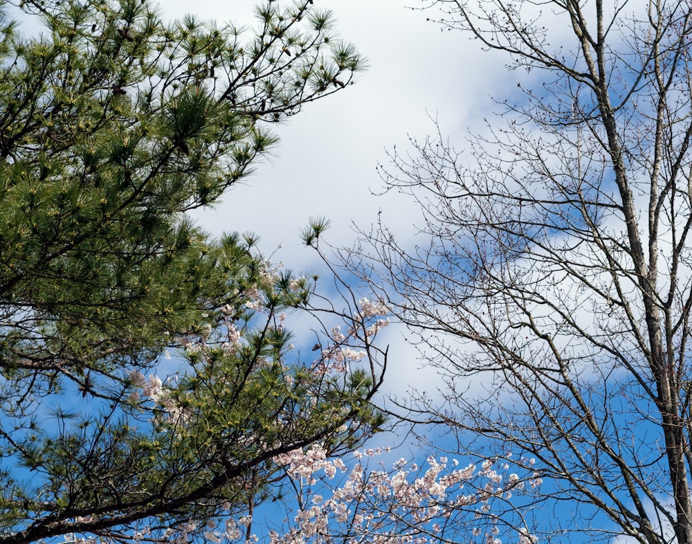 a view of some trees with no leaves