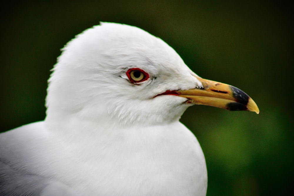 a close up of a white bird with red eyes