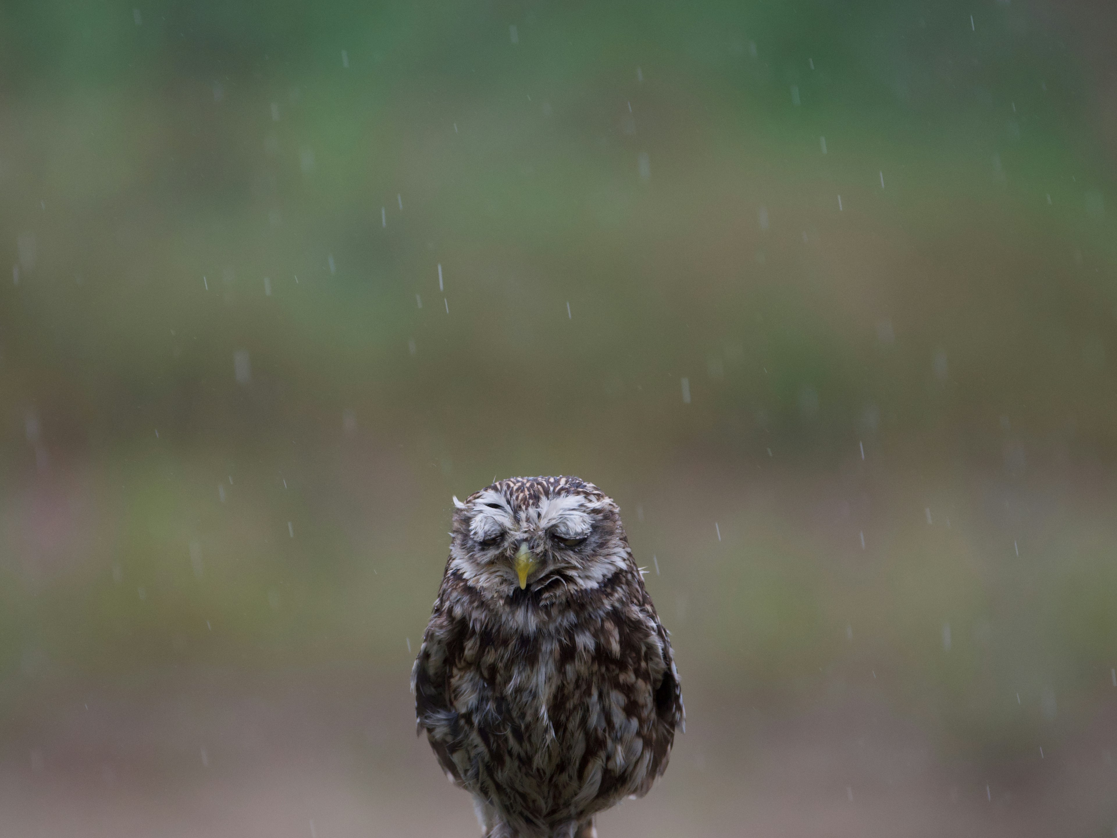 Un hibou est assis sur un poteau sous la pluie