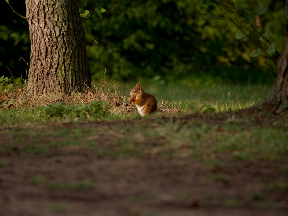 a squirrel sitting in the grass next to a tree