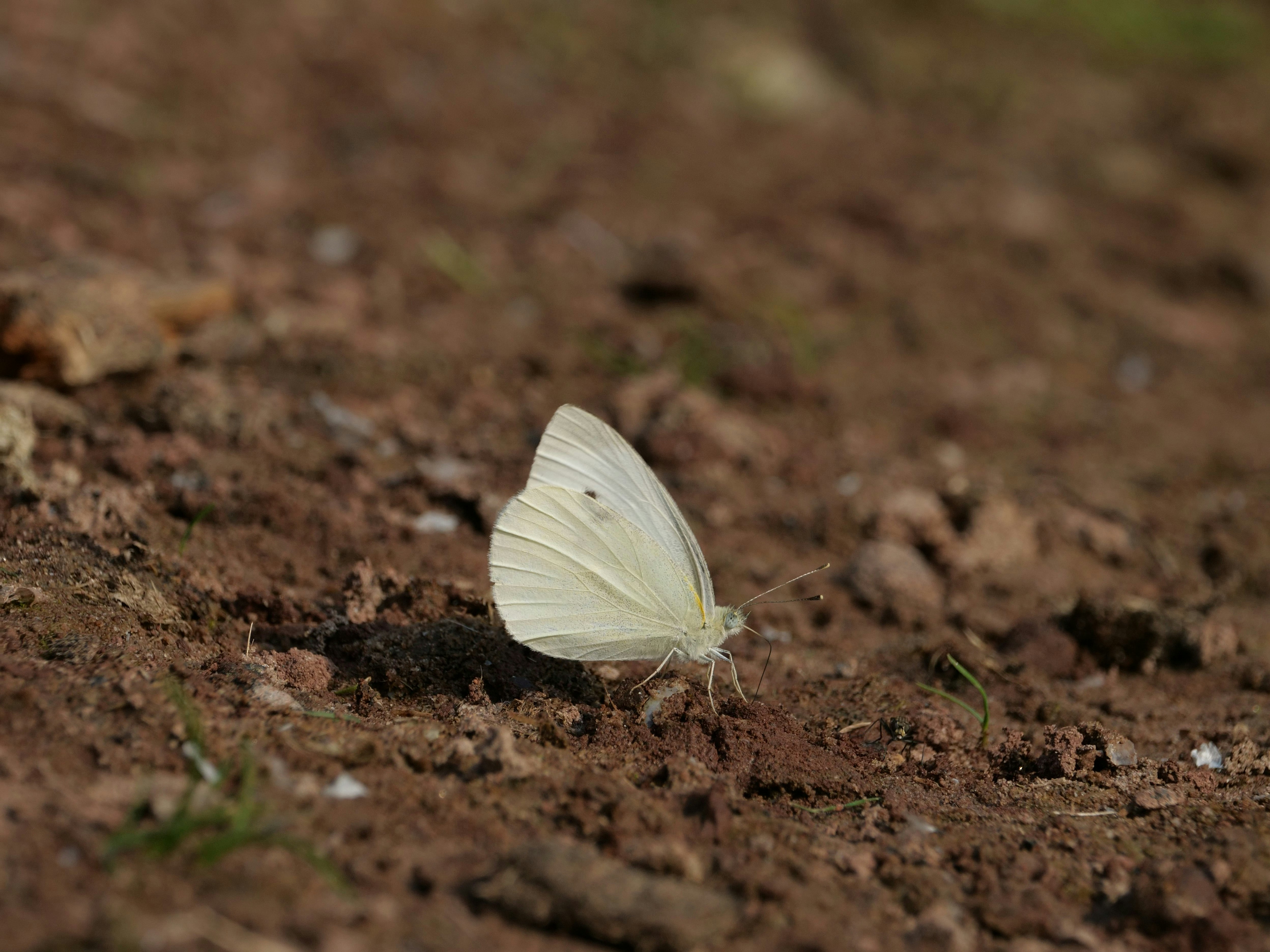 Un papillon blanc est assis sur le sol