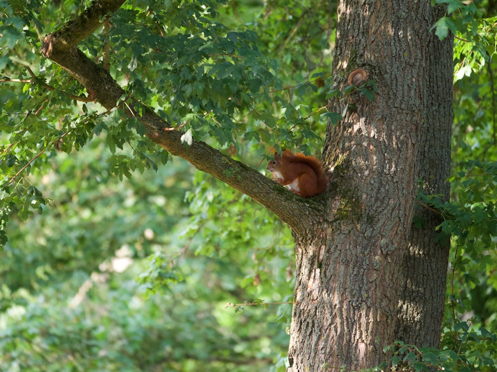 a squirrel is sitting on a tree branch