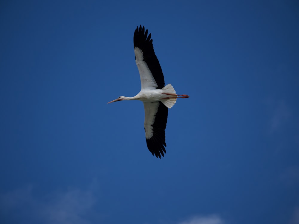 a large white bird flying through a blue sky