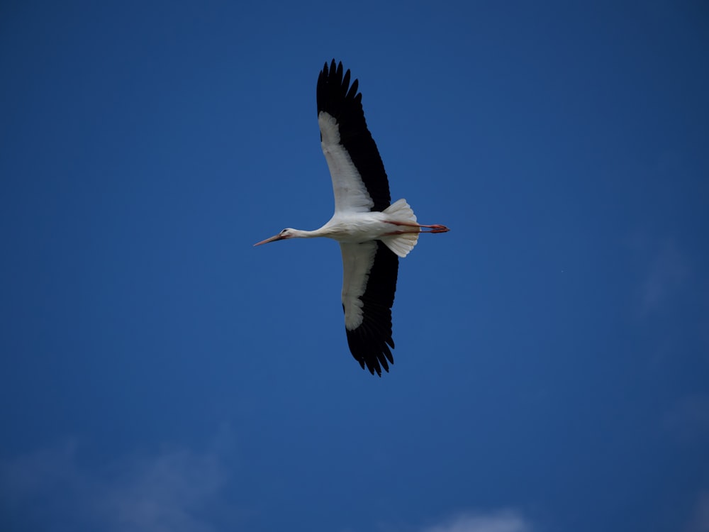 um grande pássaro branco voando através de um céu azul