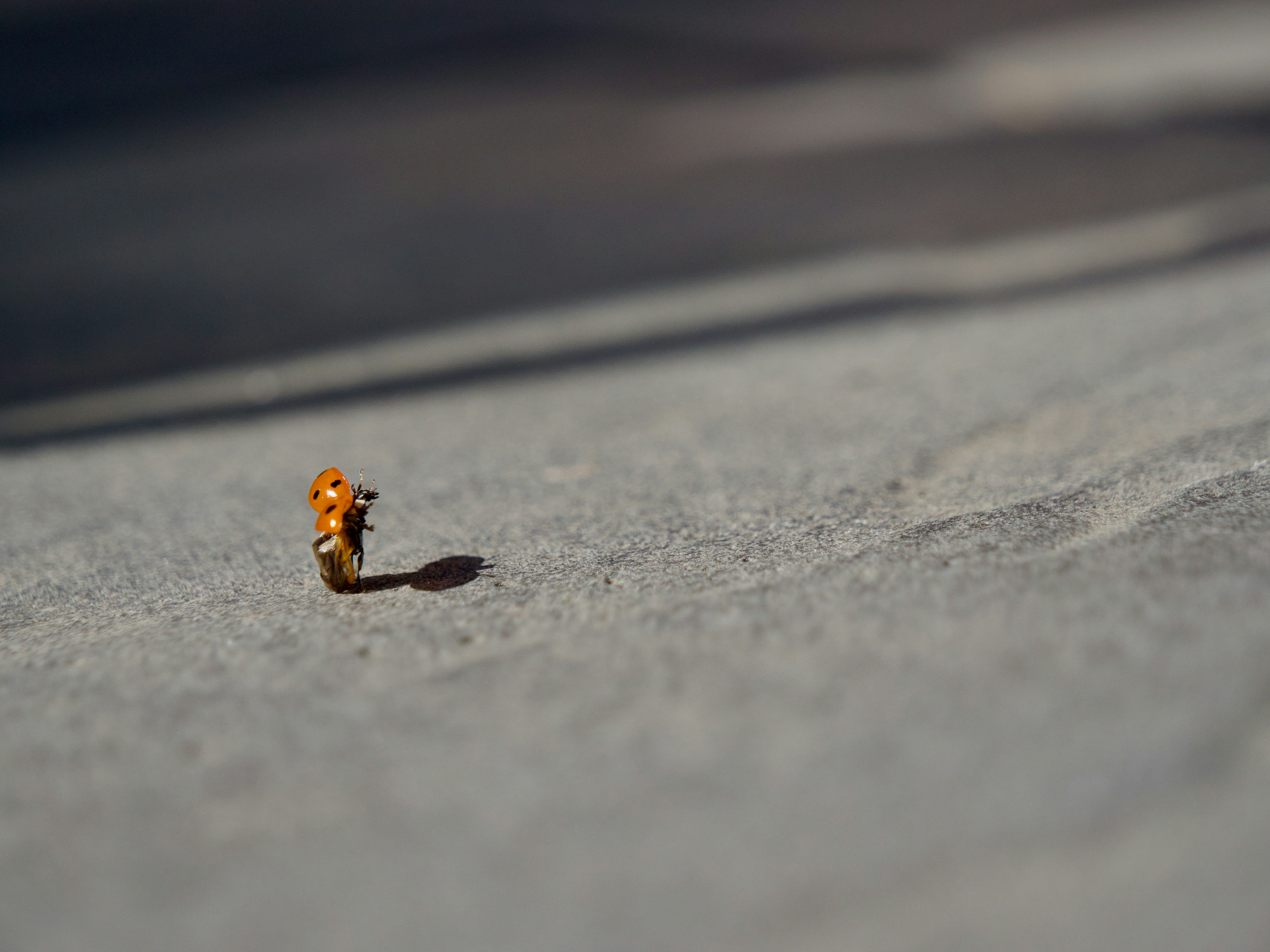 Kontuzja Novaka Djokovicia w ćwierćfinale Australian Open