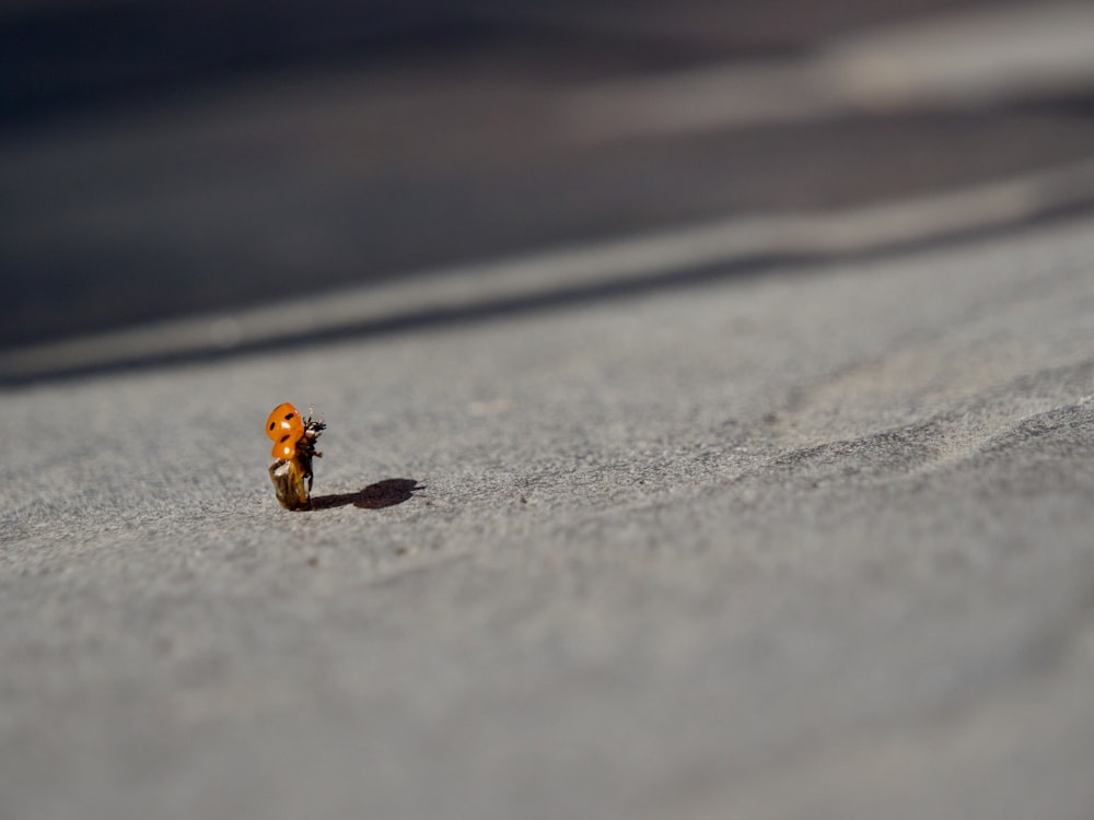 a small orange object sitting in the middle of a road