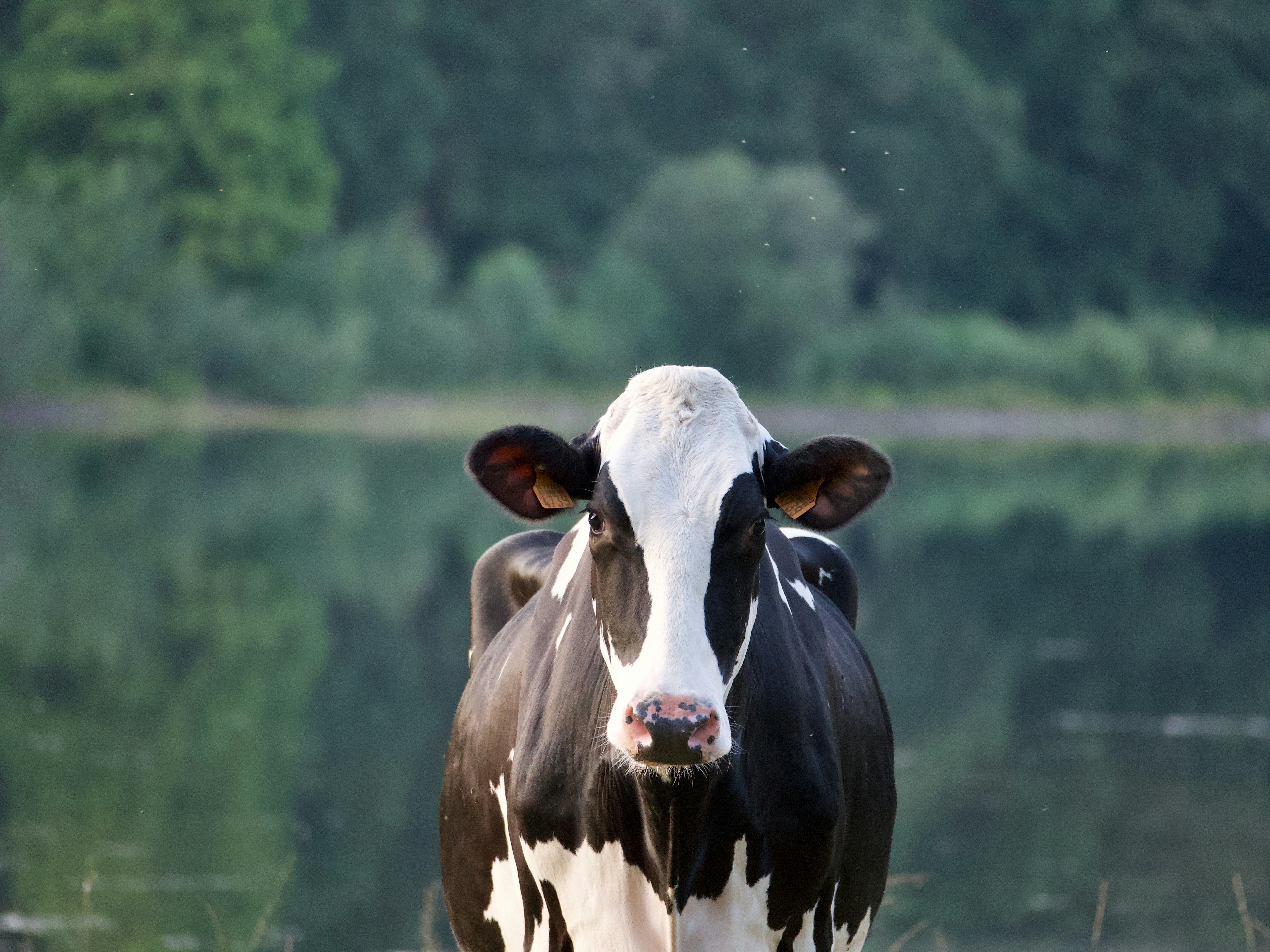 a black and white cow standing in front of a lake