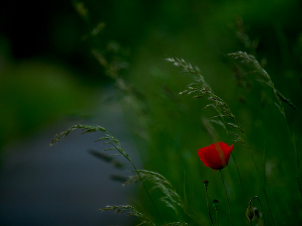 a single red flower sitting in the middle of a green field