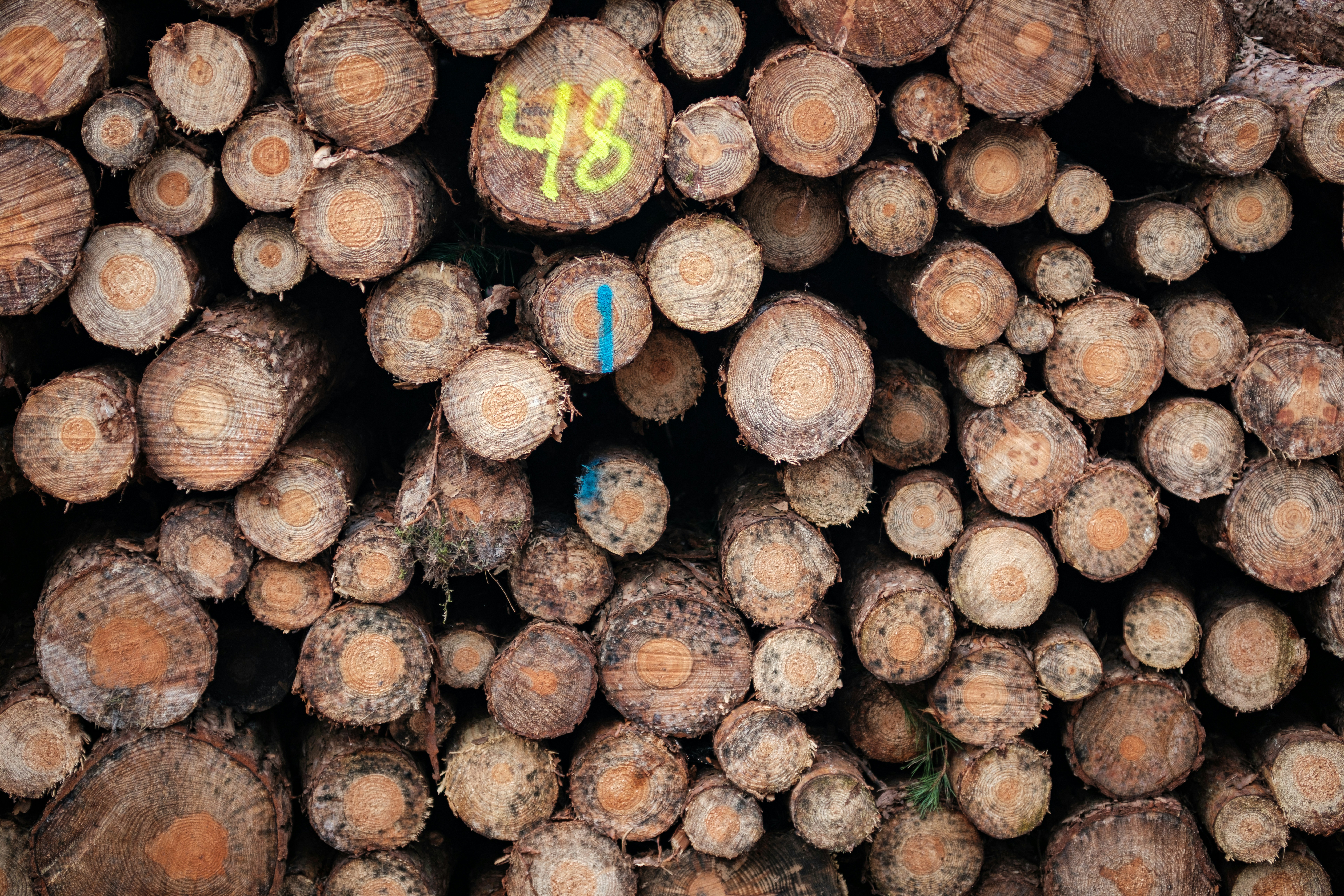 Photo by haberdoedas2