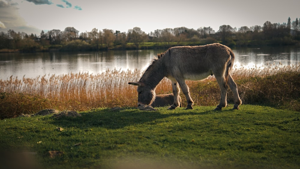 a cow grazing on grass next to a body of water