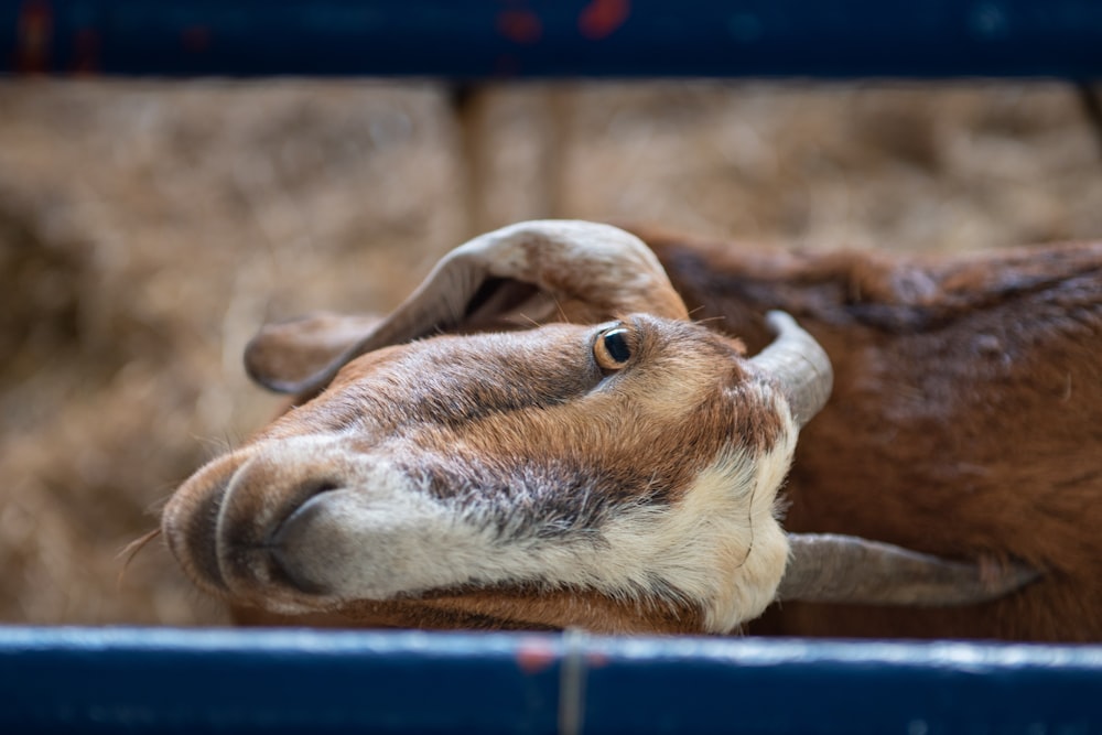 a close up of a goat in a pen