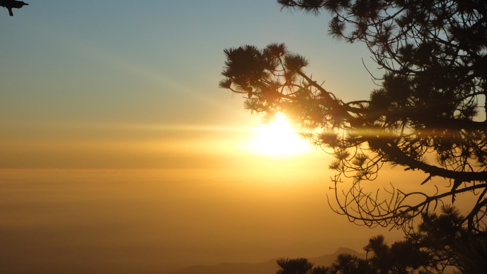 the sun is setting behind a pine tree