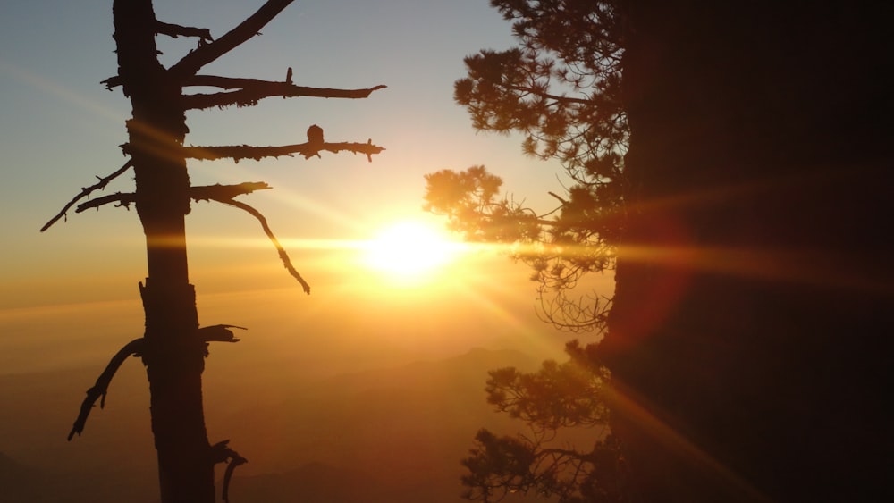 the sun is setting behind a tree in the mountains