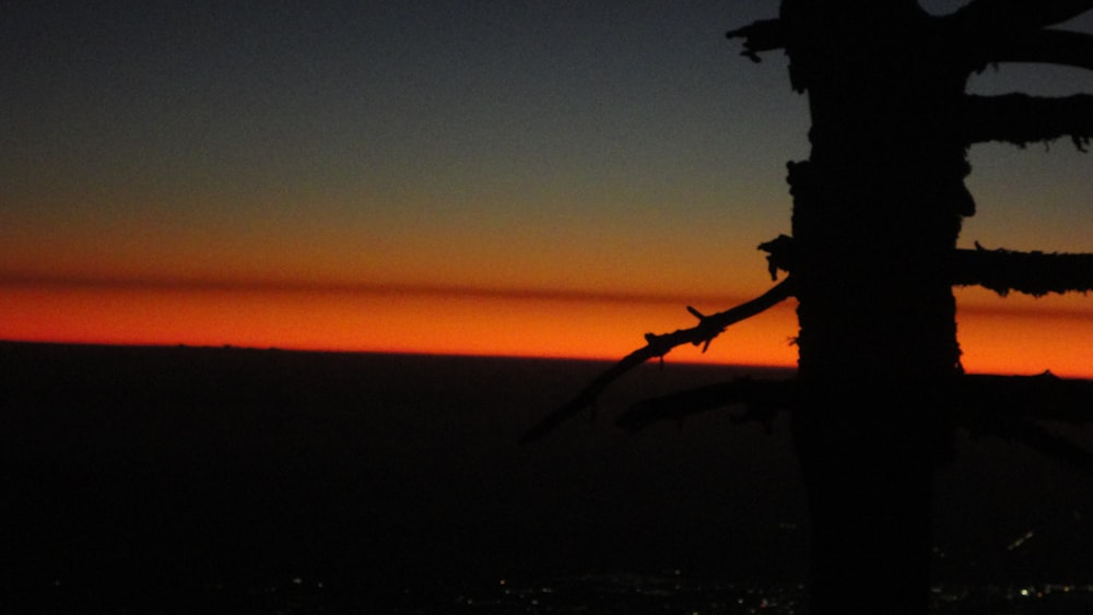 a tree is silhouetted against a sunset sky