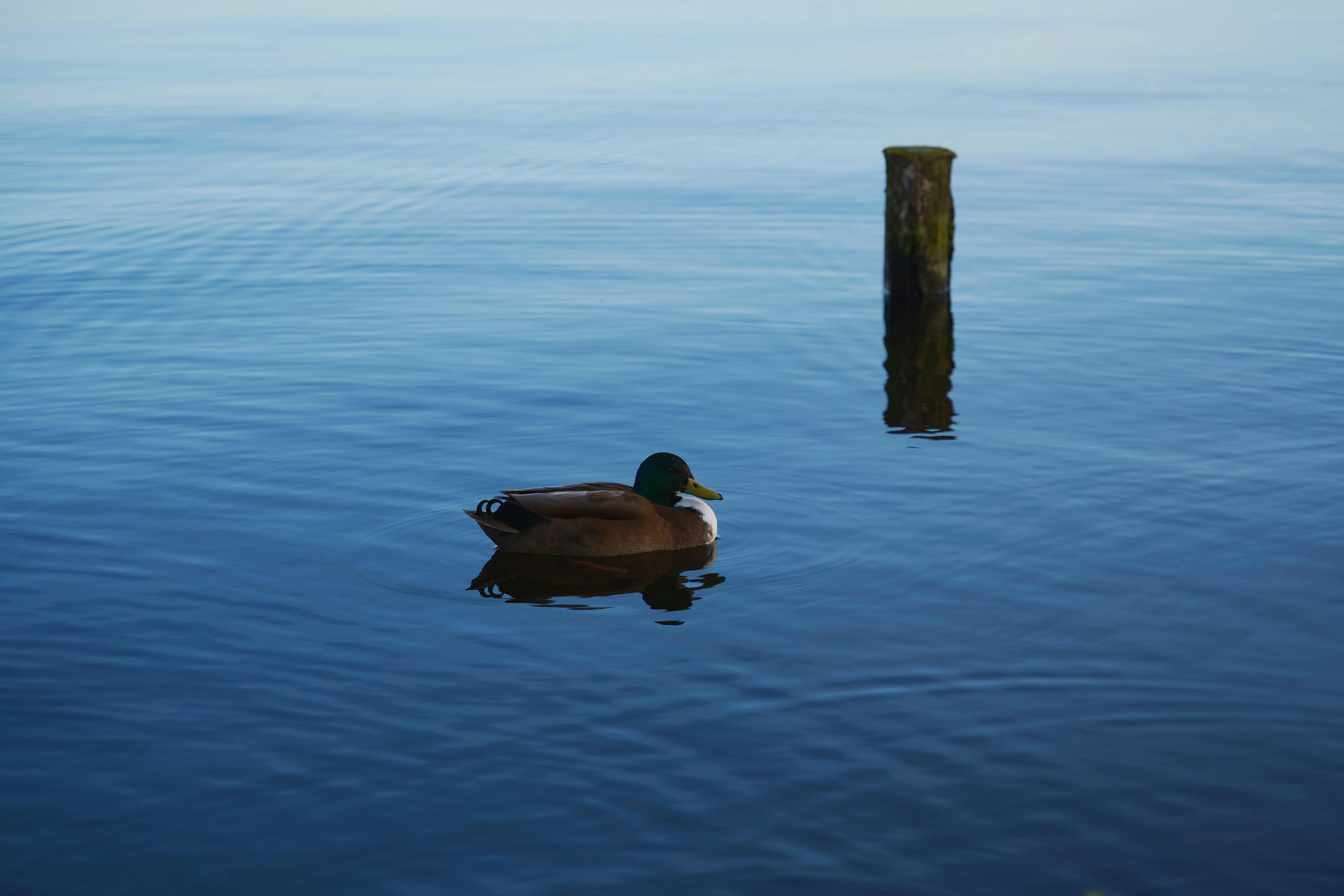 a duck floating on top of a body of water