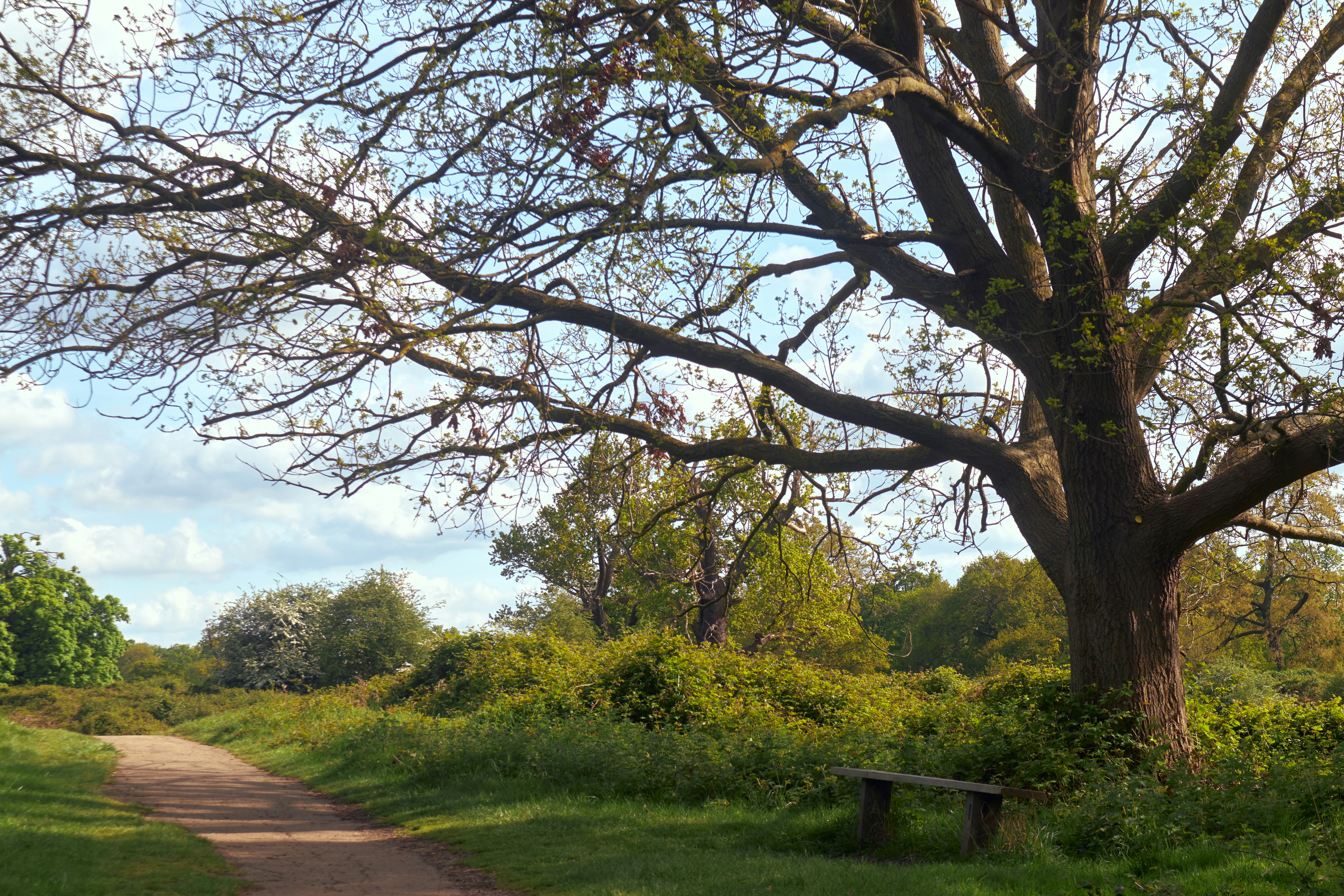 Photo by romanakash27