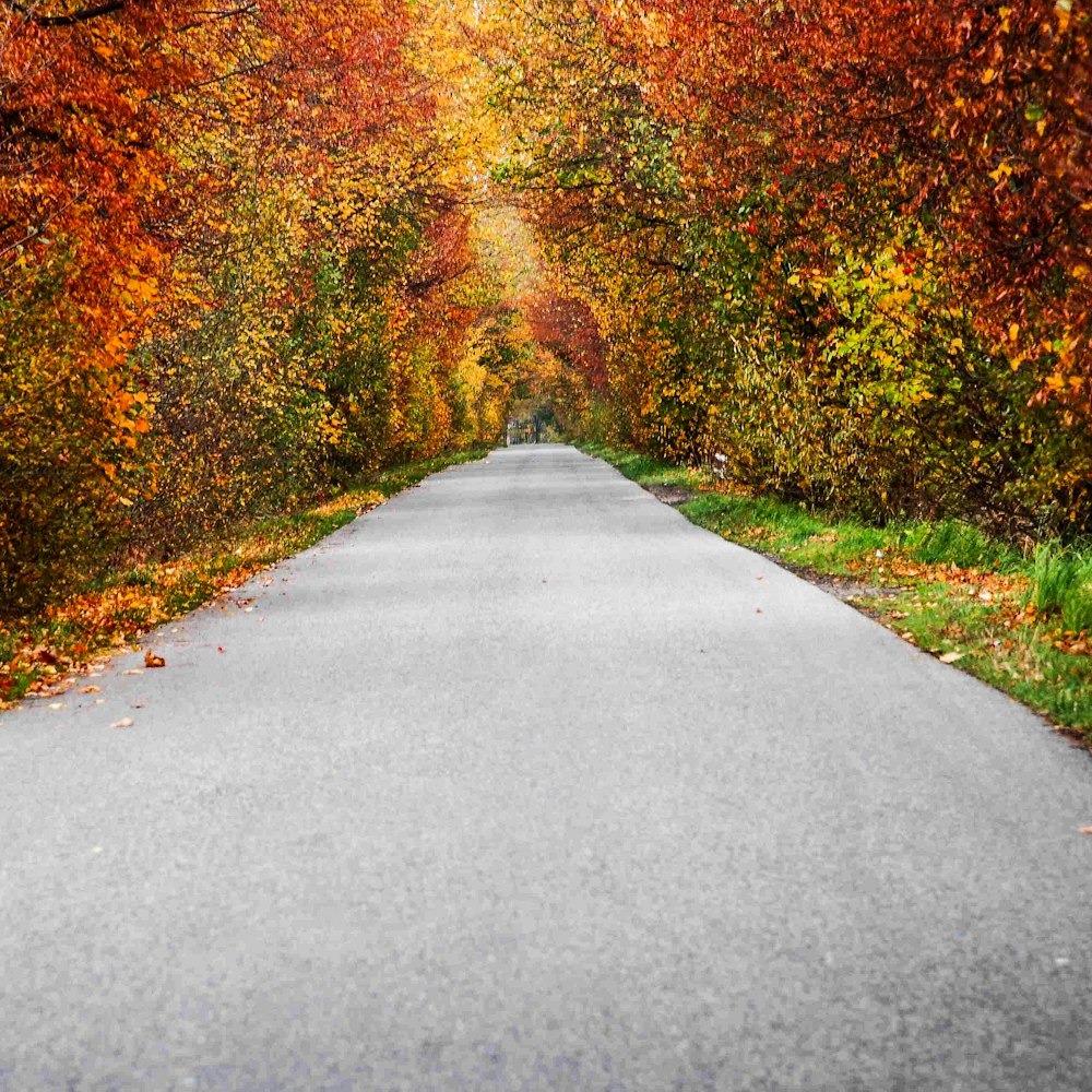 an empty road surrounded by trees with orange and yellow leaves