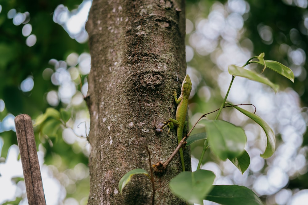 a green lizard climbing up the side of a tree