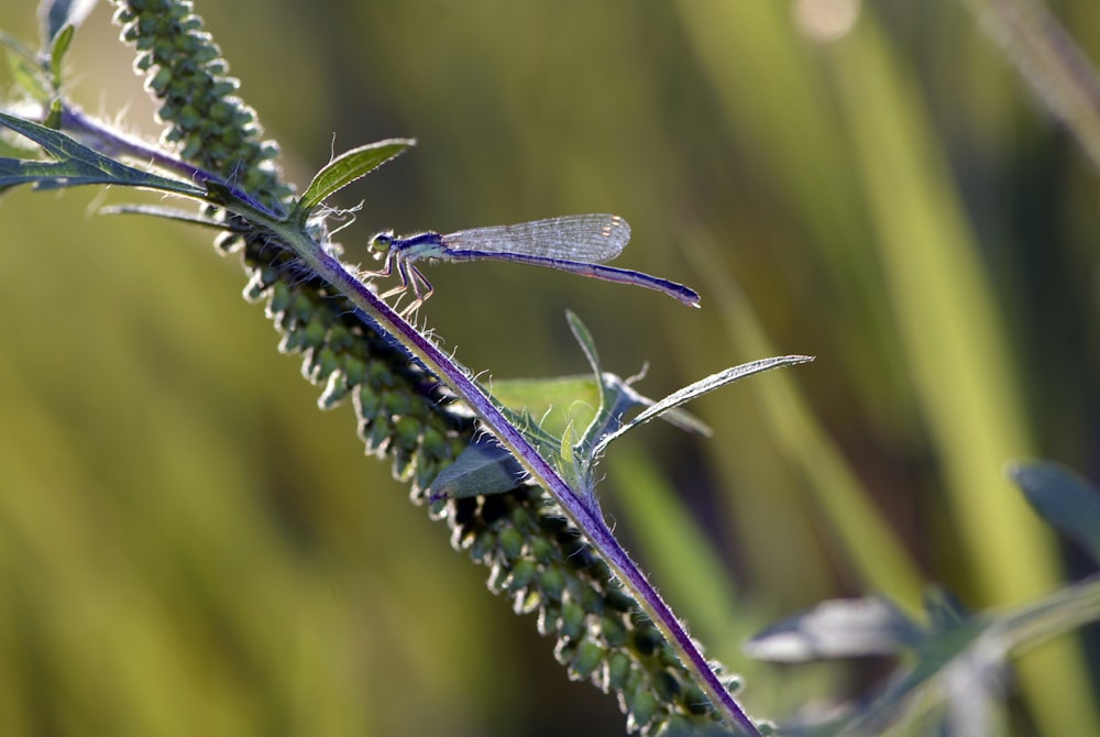 a close up of a plant with a bug on it