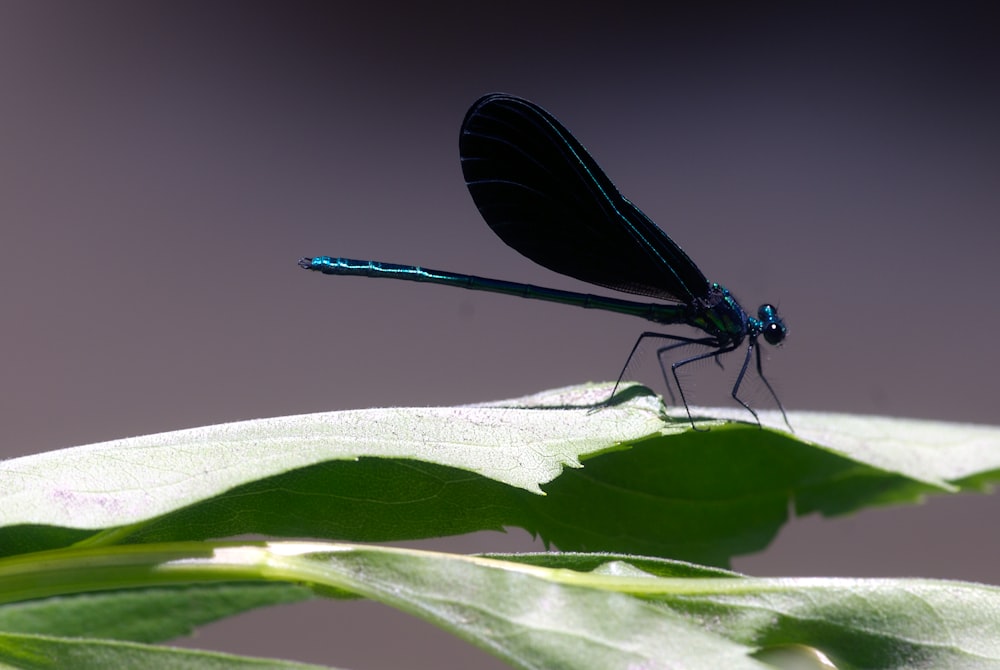 a blue dragonfly sitting on top of a green leaf