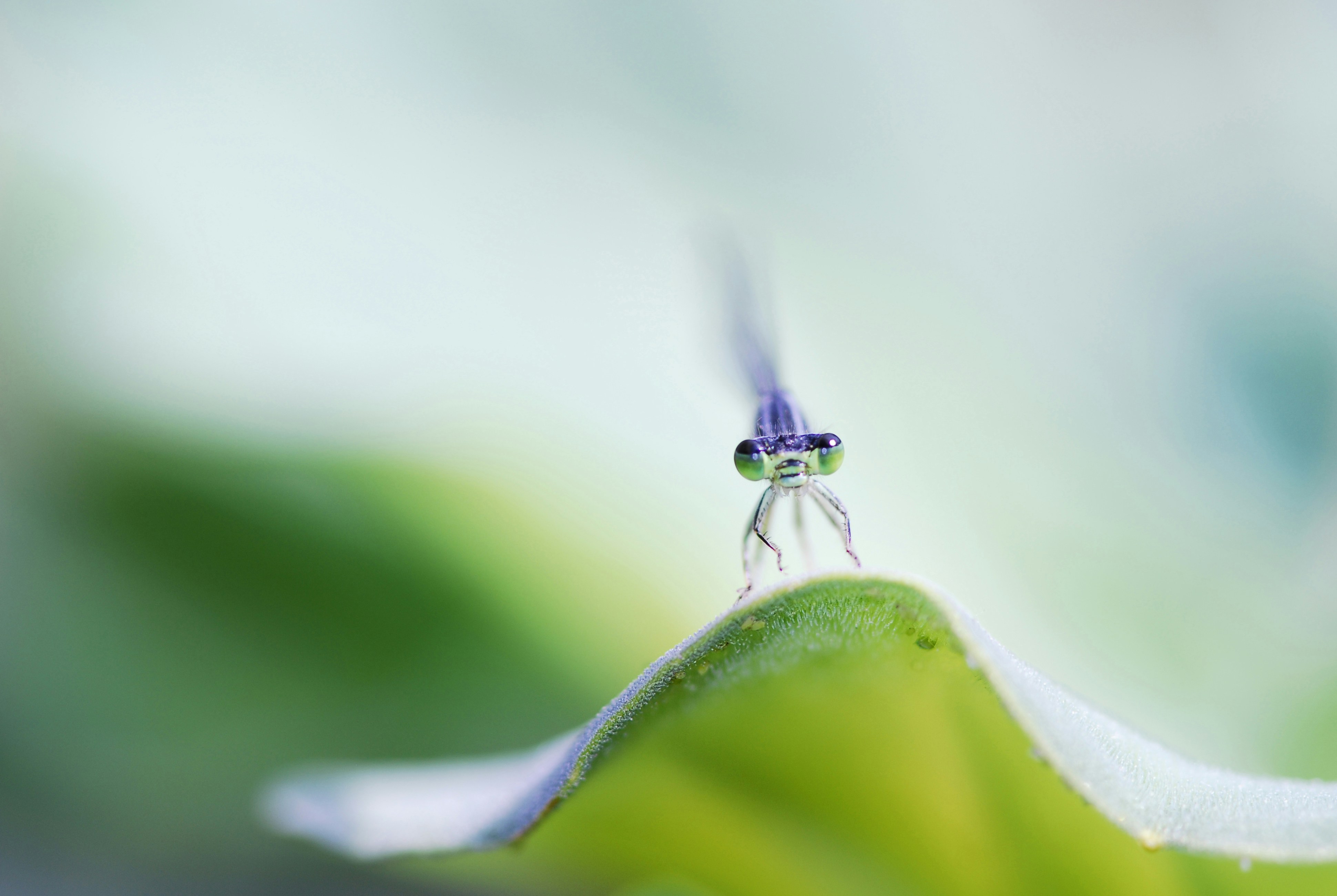 A close up of a small insect on a leaf photo – Free Damselfly Image on ...